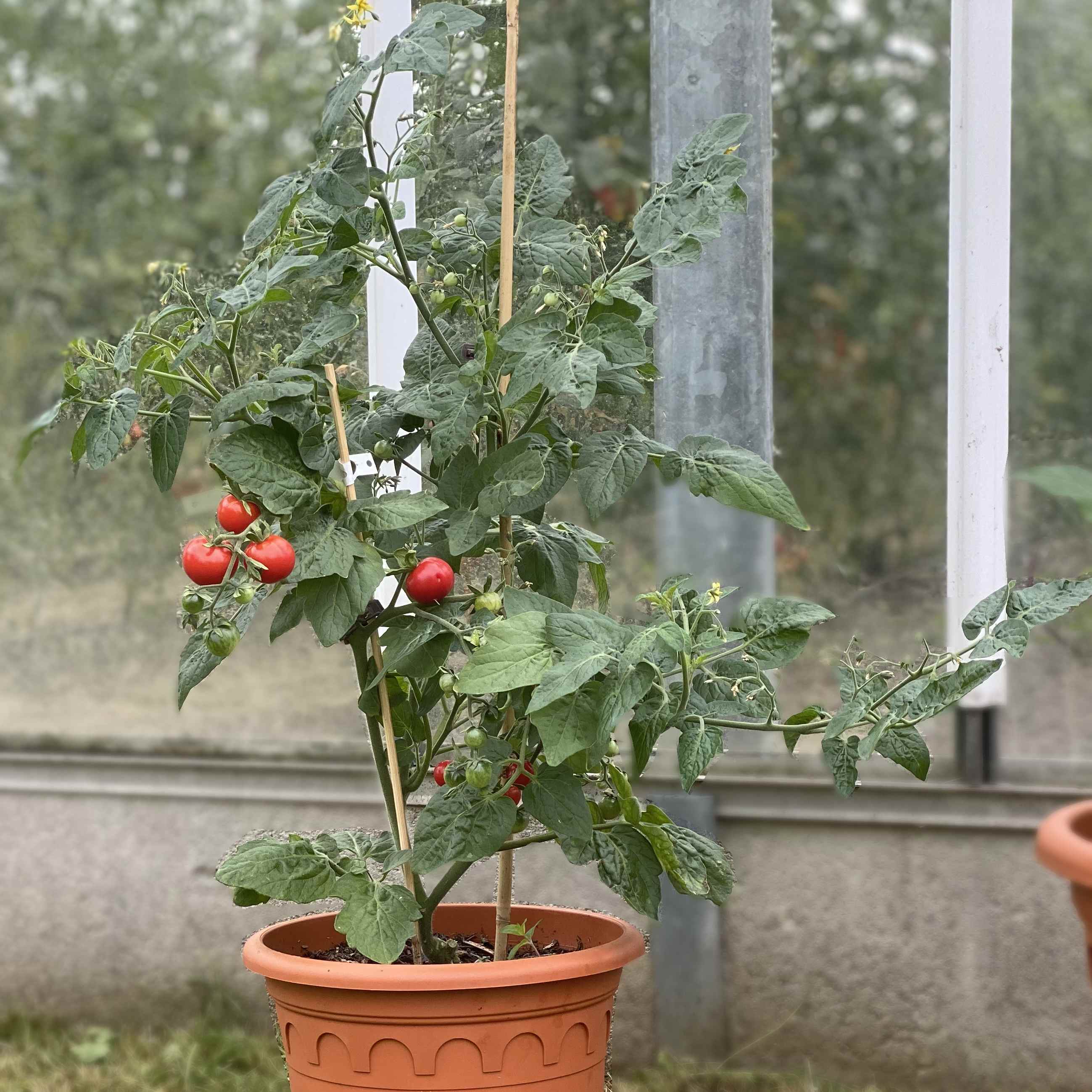 Saatgut / Samen von der Tomate Tiny Tim